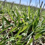 AgGronomyTV: Did your winter wheat survive the cold?