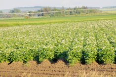 Powdery scab a puzzling potato problem