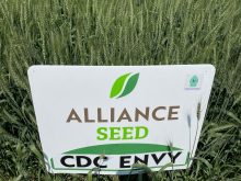 CDC Envy CWRS wheat