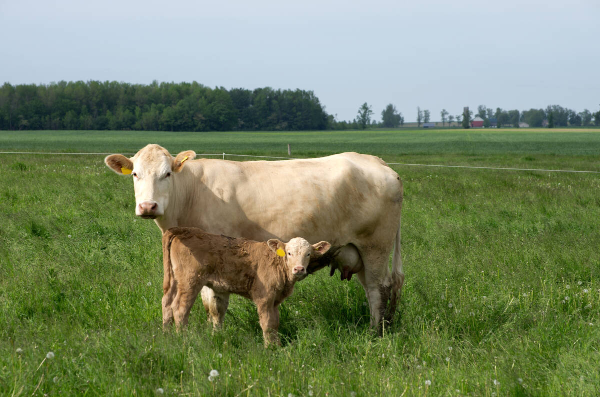 cow and calf