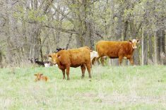 cows and calves in southern manitoba