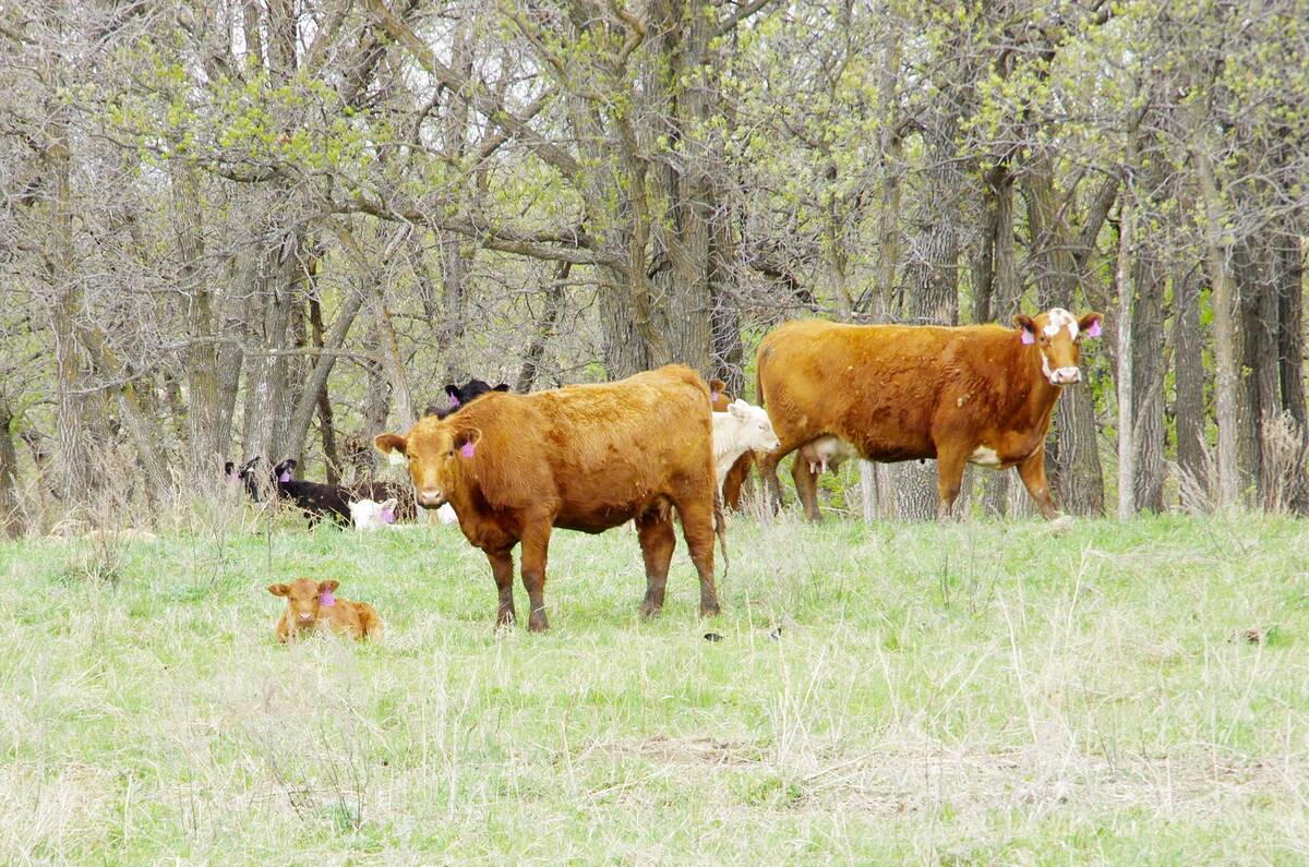 cows and calves in southern manitoba