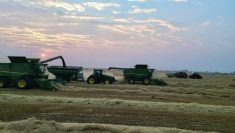 harvesting fall-seeded crops