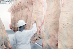 beef carcasses at packing plant