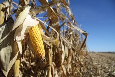 Mexico now top buyer of U.S. ag commodities
