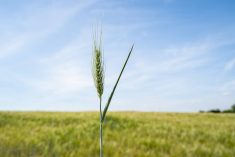 wheat plant waving hello