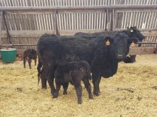 beef cows with calves