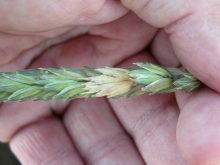 fusarium infected wheat head