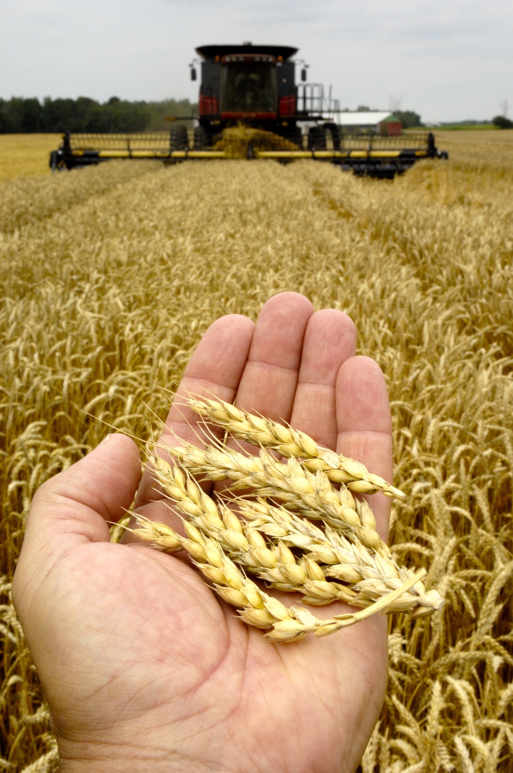 ‘Low yields, good quality’ have been the story of this organic growing year. Photo: Thinkstock
