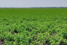alfalfa in manitoba's interlake region
