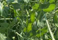 cdc boundless yellow peas