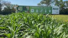 Proven Seed silage corn plot