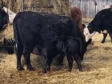 calving at eppich farm in saskatchewan