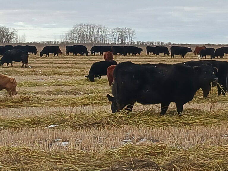 cattle swath-grazing