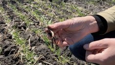 winter wheat roots, southern manitoba, april 2025