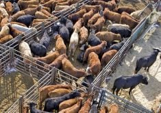 Canadian cattle herd moves into expansion phase