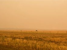 wildfire smoke over cattle grazing outside calgary 2023