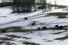 winter feeding of cattle