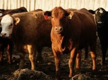cattle in canadian feedlot
