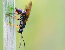 wheat stem sawfly