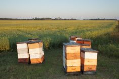 beehives on the edge of a canadian prairie field