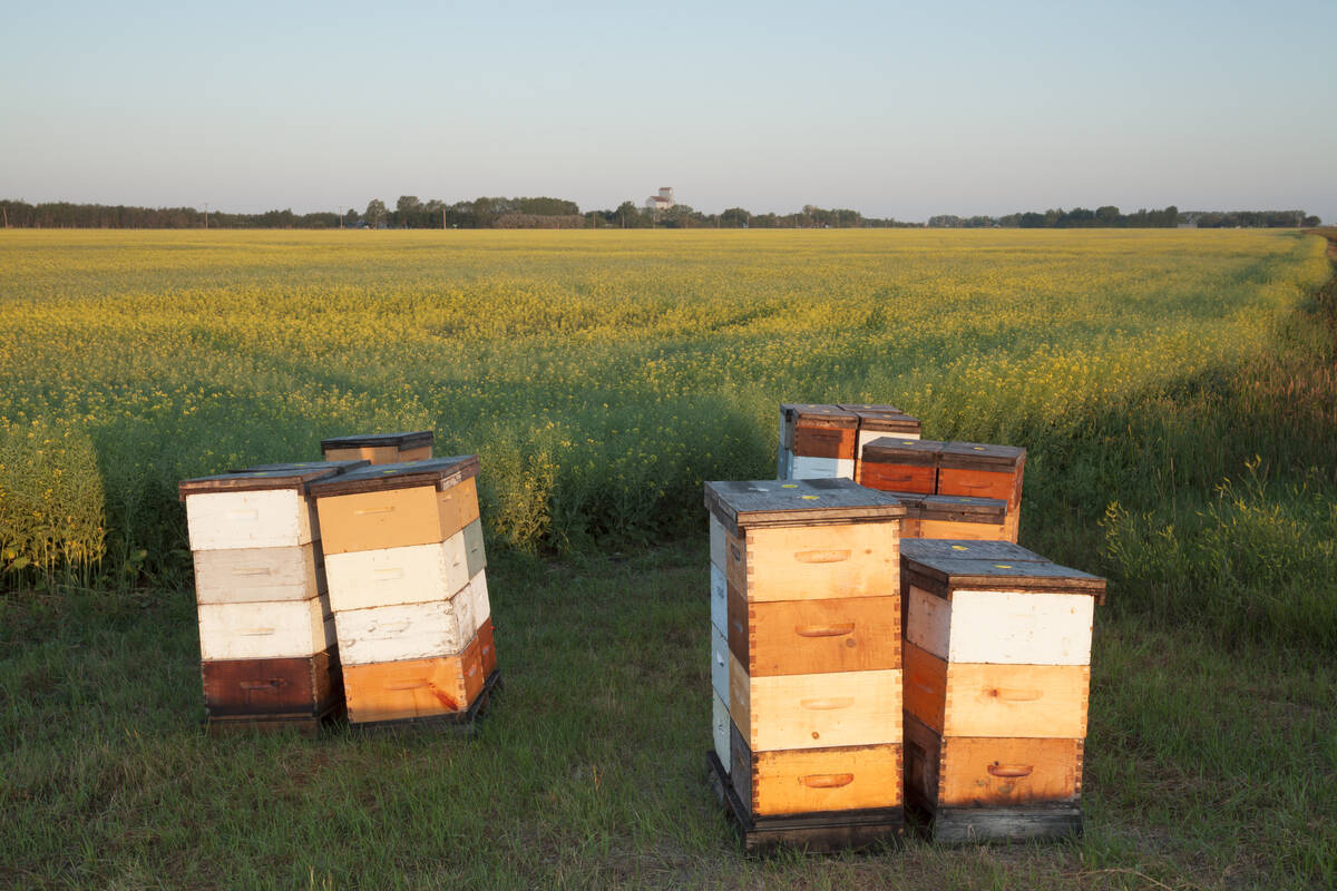 beehives on the edge of a canadian prairie field