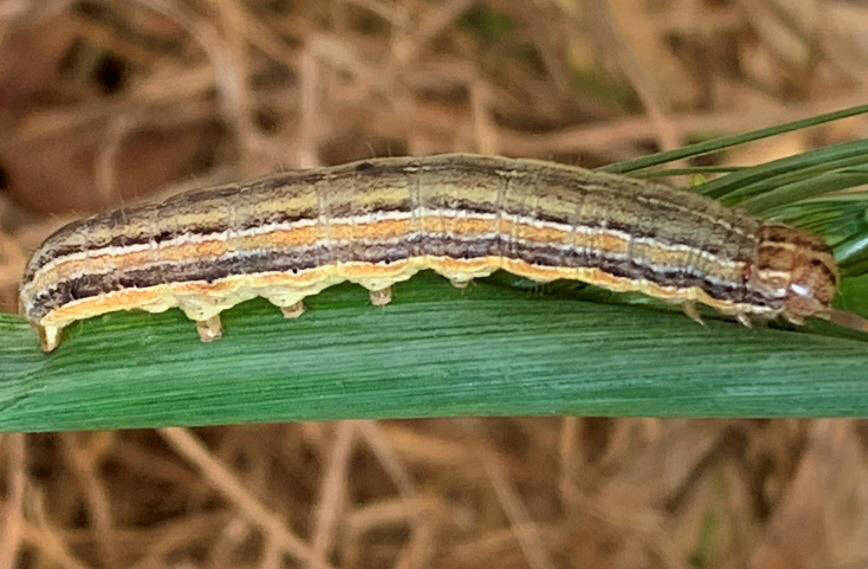 armyworm larva
