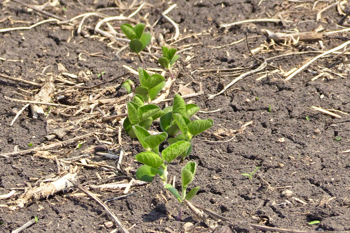 Soybeans emerge from a field in Manitoba’s Interlake on May 26, 2025.  Photo: Greg Berg
