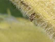 lygus bug on sunflower plant in manitoba in 2024