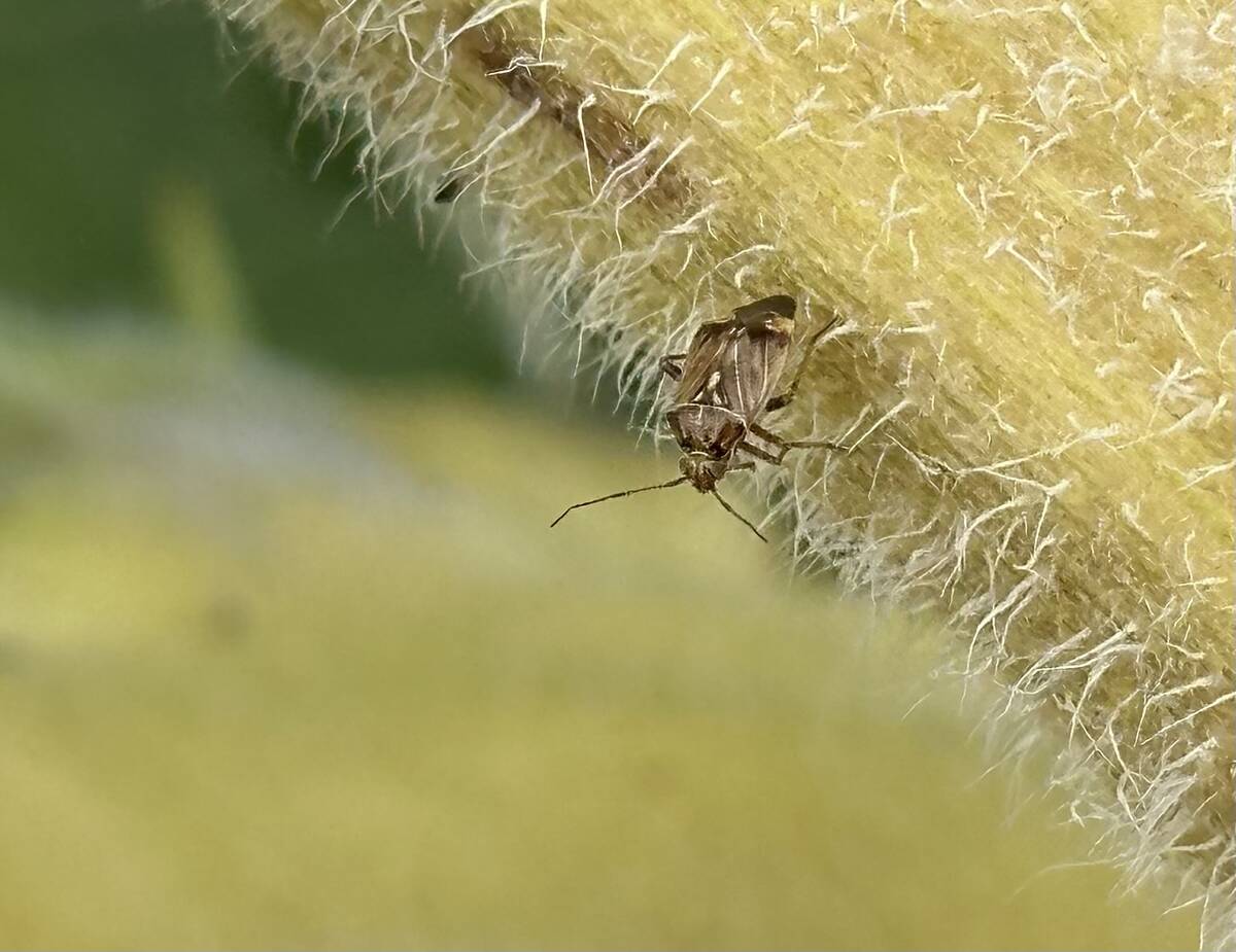 Image for Could trap crops help fend off lygus in faba beans?