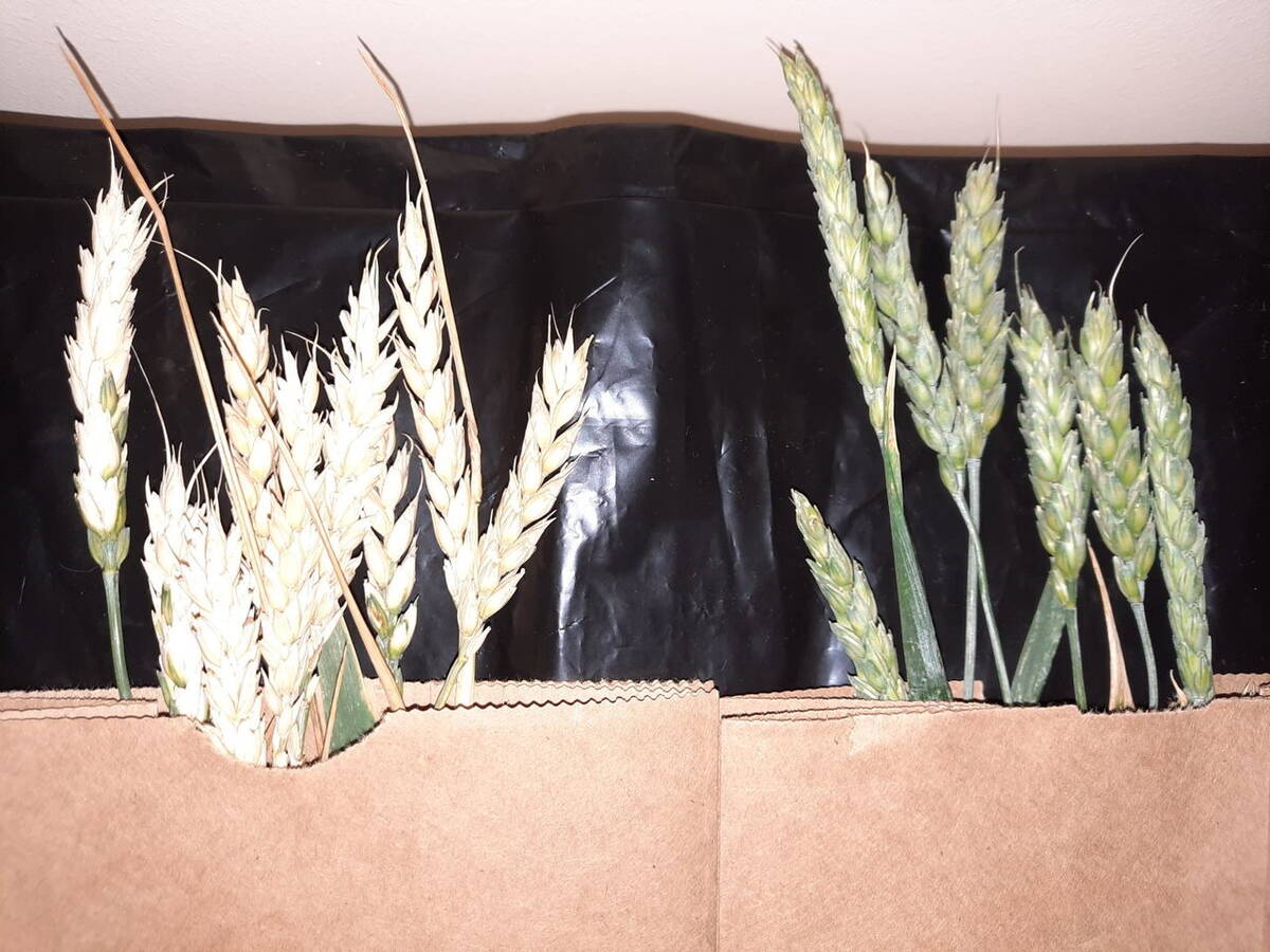aster yellows in wheat