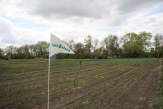 saskwheat plots at ag in motion, may 2025