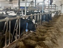 dairy cows eating a partial mixed ration (PMR)