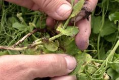 Dennis Lange spreads open the pea canopy at last year’s Crop Diagnostic School to show how to look for symptoms of mycosphaerella blight.  Photo: Greg Berg