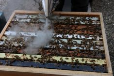 Beekeepers intentionally use smoke to calm bees, but the wildfire smoke that blanketed the province in recent weeks was less than helpful. Photo: File