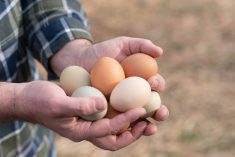 Male farmer collecting fresh, heirloom chicken eggs from the straw. Photo: Debby Lowe/iStock/Getty Images