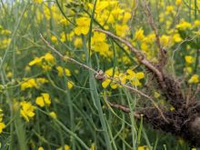 Early stages of clubroot. Photo: Canola Council of Canada