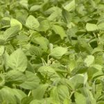 CBOT weekly: USDA/weather in focus for corn and soybeans