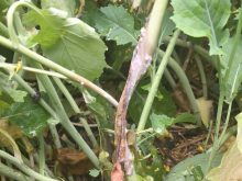 Sclerotinia stem lesion. CCC photo
