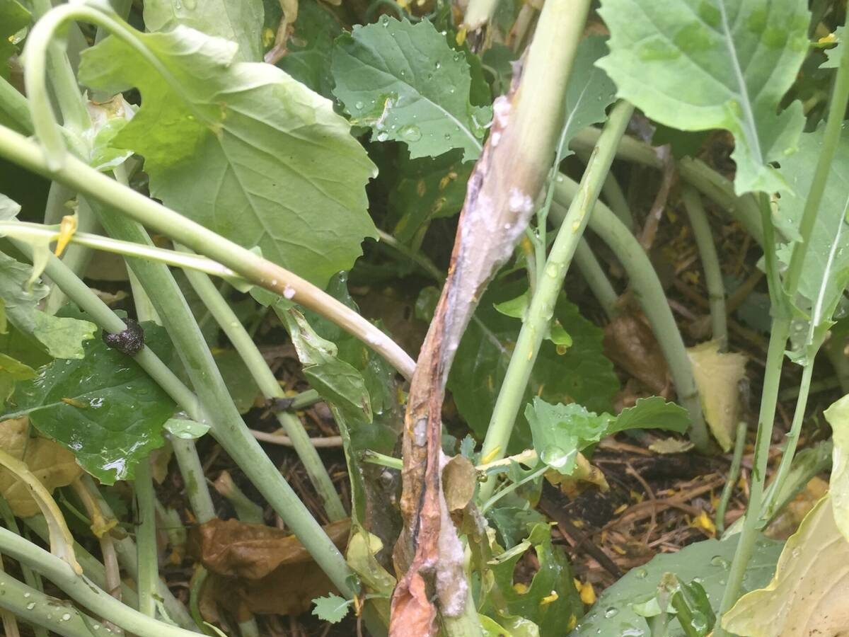 Sclerotinia stem lesion. CCC photo