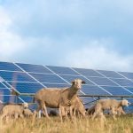 many solar power panels with grazing sheeps - photovoltaic system. Photo: K_Thalhofer/iStock/Getty Images