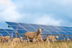 many solar power panels with grazing sheeps - photovoltaic system. Photo: K_Thalhofer/iStock/Getty Images