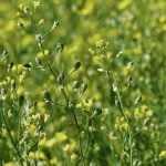 Global Clean Energy owns 20 patented spring and winter varieties of camelina. One of the newest varieties has confirmed resistance to imazamox and imazethapyr, the active ingredients in BASF’s Beyond and Pursuit Group 2 herbicides. Photo: File