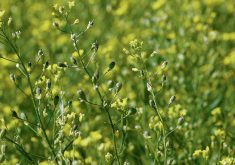 Global Clean Energy owns 20 patented spring and winter varieties of camelina. One of the newest varieties has confirmed resistance to imazamox and imazethapyr, the active ingredients in BASF’s Beyond and Pursuit Group 2 herbicides.  Photo: File