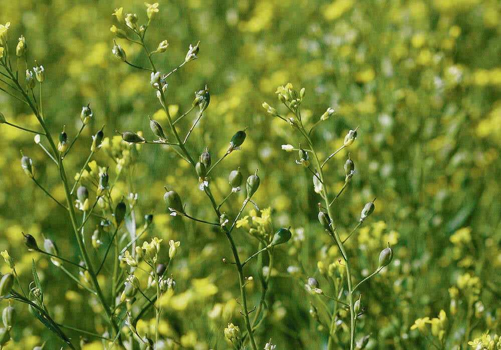 Global Clean Energy owns 20 patented spring and winter varieties of camelina. One of the newest varieties has confirmed resistance to imazamox and imazethapyr, the active ingredients in BASF’s Beyond and Pursuit Group 2 herbicides. Photo: File