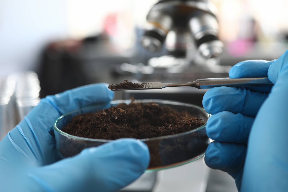 Scientist wearing protective gloves examining ground sample at laboratory close-up. Photo: Megaflopp/iStock/Getty Images

