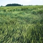 lodged wheat. file photo