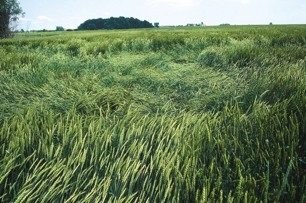 lodged wheat. file photo