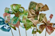 Money flowers growing with blue sky background. LeslieLauren/iStock/Getty Images