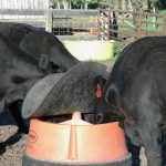 Cows consume mineral at a feeder. Photo: Peter Vitti